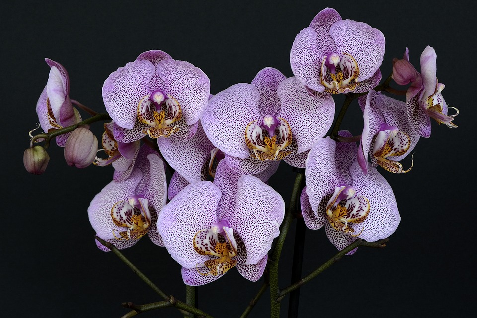 orchideenpflege